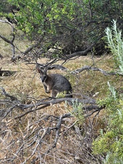 Notamacropus eugenii decres