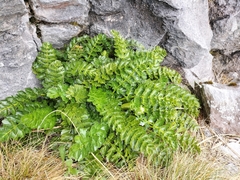 Anisotome pilifera