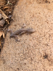 Gekkota