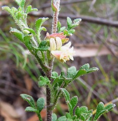 Xanthosia stellata