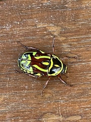 Eupoecila australasiae