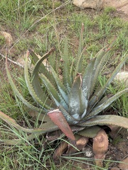 Aloe suprafoliata