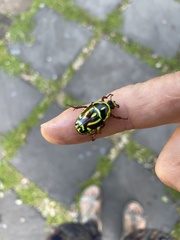 Eupoecila australasiae