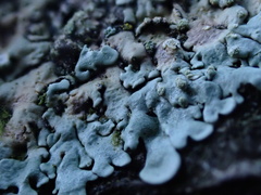 Physcia tribacioides