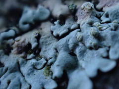 Physcia tribacioides