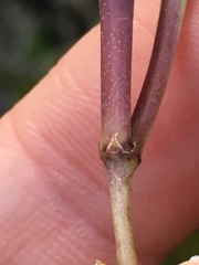Amsonia illustris