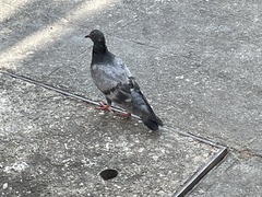 Columba livia domestica