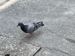 Columba livia domestica