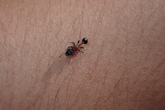 Dilobocondyla fouqueti