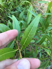 Amsonia illustris