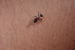 Dilobocondyla fouqueti