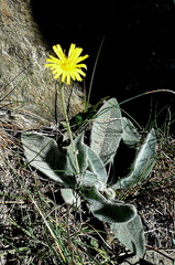 Hieracium tomentosum