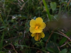 Peltaea sessiliflora