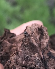 Chalcoscirtus diminutus