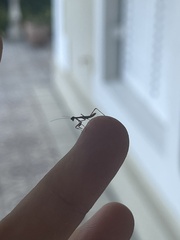 Miomantis caffra