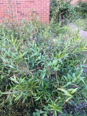 Amsonia illustris