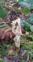Clavulina rugosa