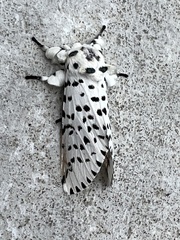 Kamalia multipunctata