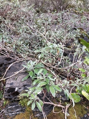 Brachyglottis laxifolia