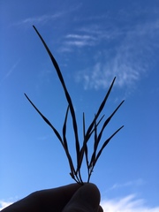 Amsonia illustris
