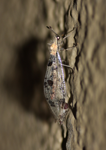 Bankisus carinifrons