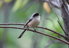 Aegithalos glaucogularis