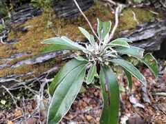 Brachyglottis laxifolia