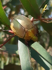 Anoplognathus olivieri