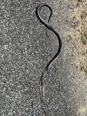 Oxyuranus scutellatus