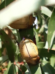 Anoplognathus olivieri