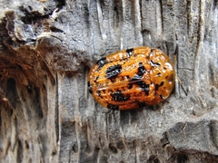 Laccoptera sulcata