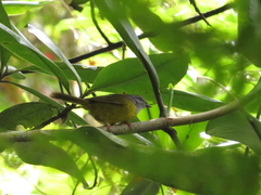 Myiothlypis coronata