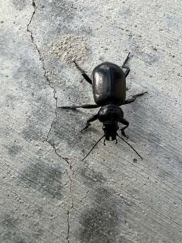 Calosoma affine photo 2
