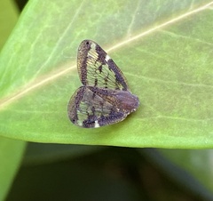 Scolypopa australis