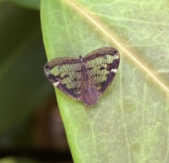 Scolypopa australis