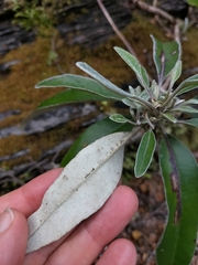 Brachyglottis laxifolia