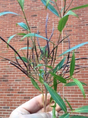 Amsonia illustris