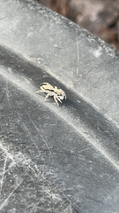 Menemerus bivittatus
