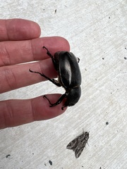 Xylotrupes australicus