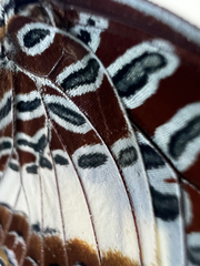 Charaxes brutus