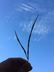 Amsonia illustris