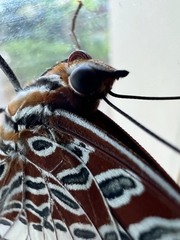 Charaxes brutus