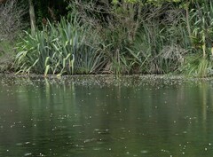 Egeria densa