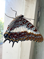 Charaxes brutus