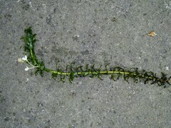 Egeria densa