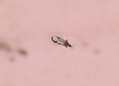 Cimicoidea