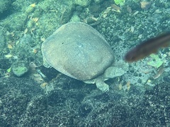 Apalone spinifera emoryi