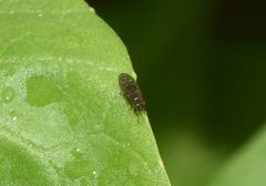 Scatella