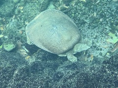 Apalone spinifera emoryi