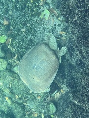 Apalone spinifera emoryi